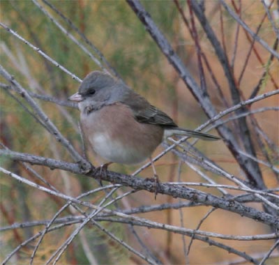 Oregon Junco