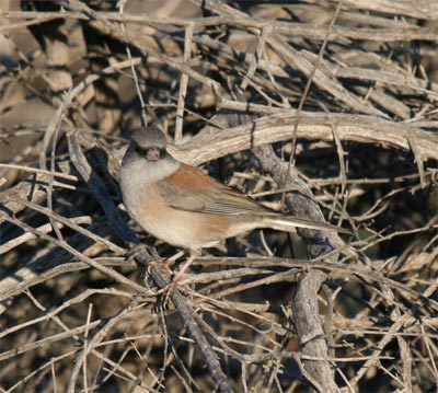 Oregon Junco