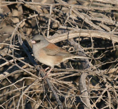 Oregon Junco