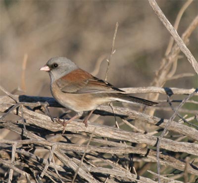 Oregon Junco