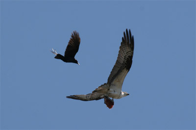 Osprey