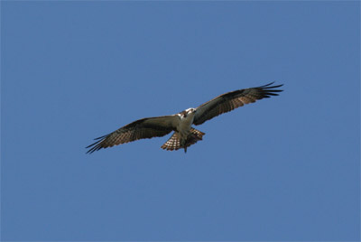 Osprey