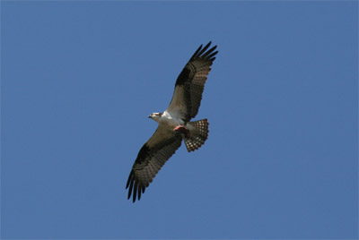 Osprey