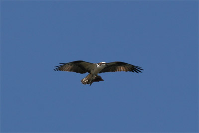 Osprey