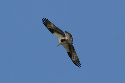 Osprey