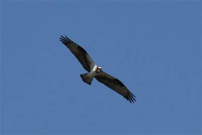 Osprey