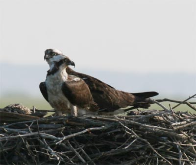 Osprey and baby