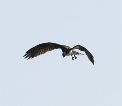 Osprey Hunting