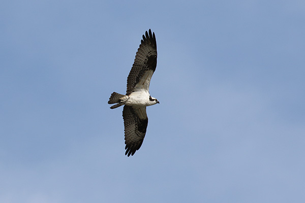 Osprey