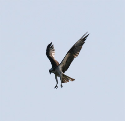 Osprey Hunting