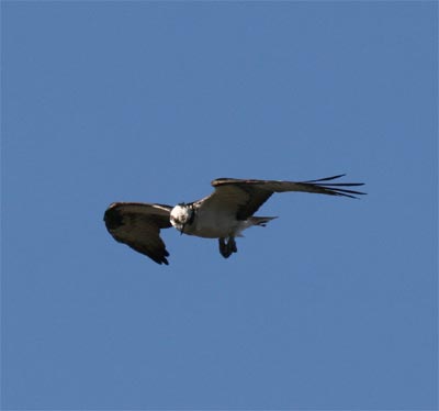 Osprey Hunting