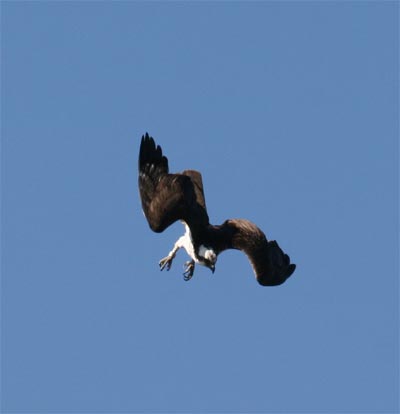 Osprey Hunting