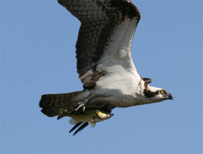 Osprey Hunting