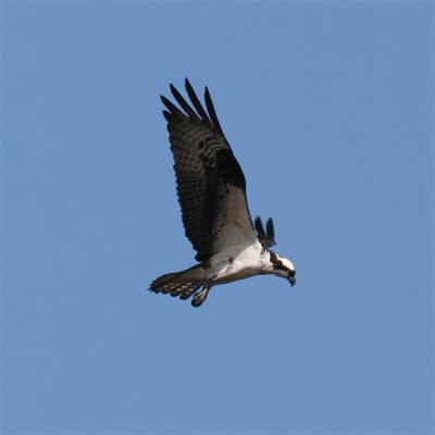 Osprey Hunting