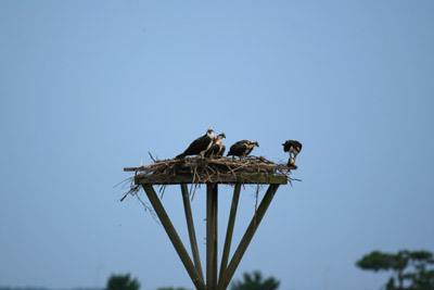 Osprey on nest