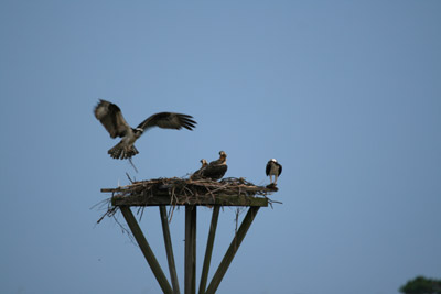 Osprey on nest