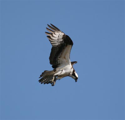 Osprey Hunting