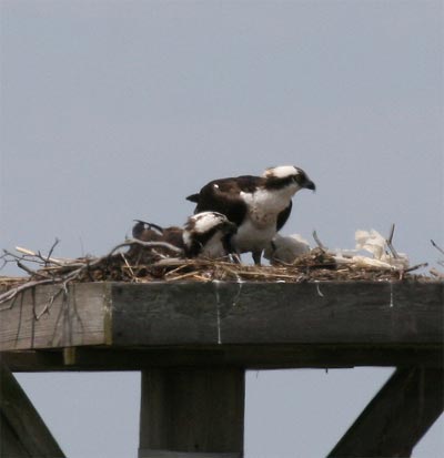 Osprey Hunting