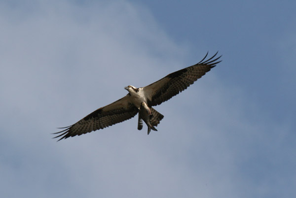 Osprey with fish