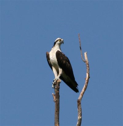 osprey