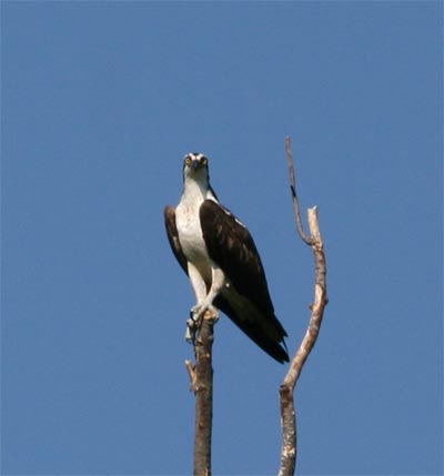 osprey