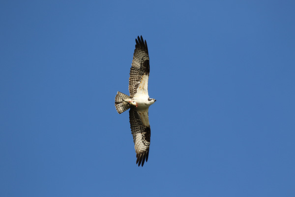 Osprey