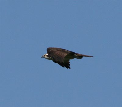 osprey