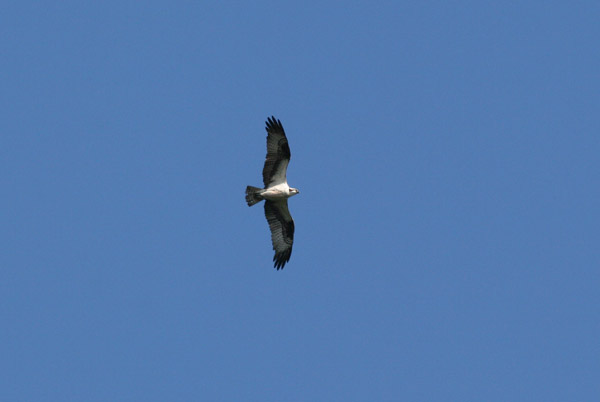 Osprey