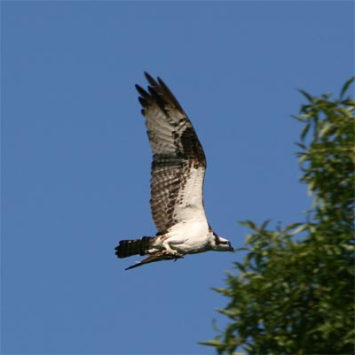 osprey