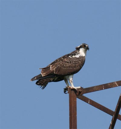 Juvenile Osprey