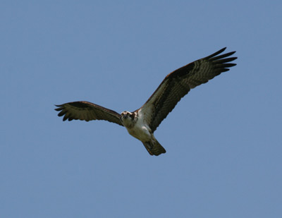 Osprey