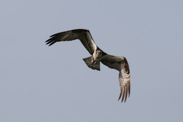 Osprey