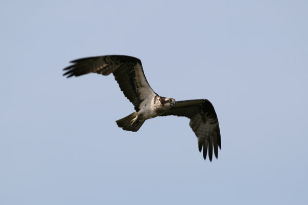 Osprey