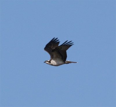 Osprey