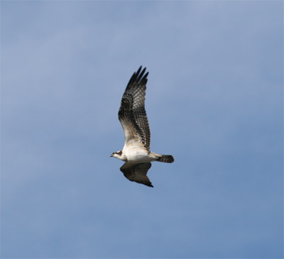 Osprey