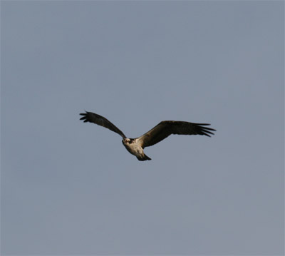 Osprey