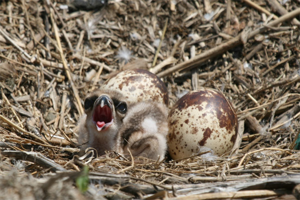 Osprey