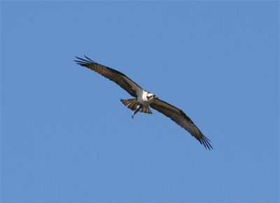 osprey