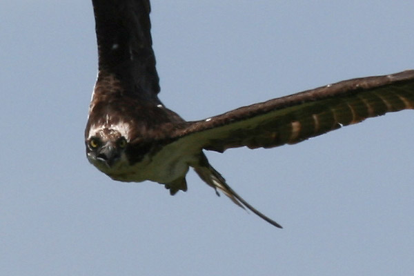 Osprey