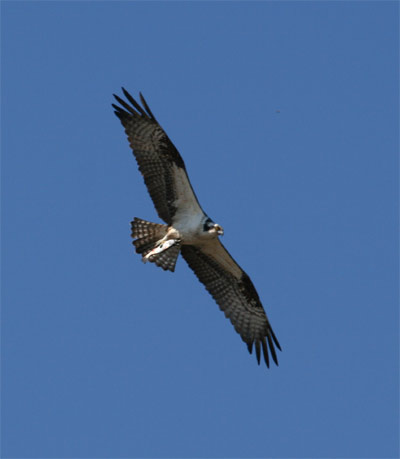 osprey