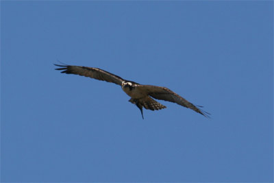 osprey