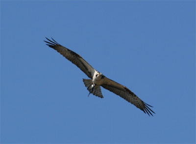 osprey