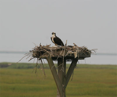osprey and baby