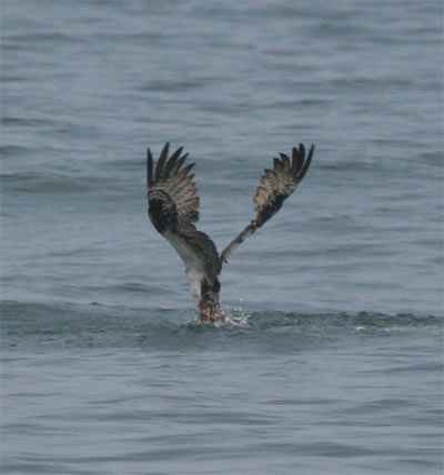 osprey diving