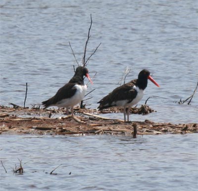 Oystercatcher