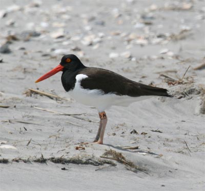 Oystercatcher