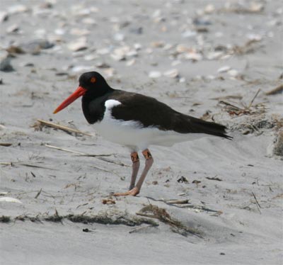 Oystercatcher