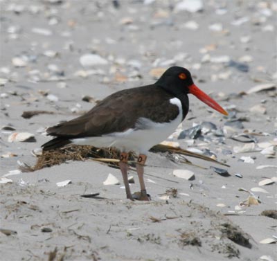 Oystercatcher