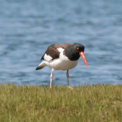 Oystercatcher