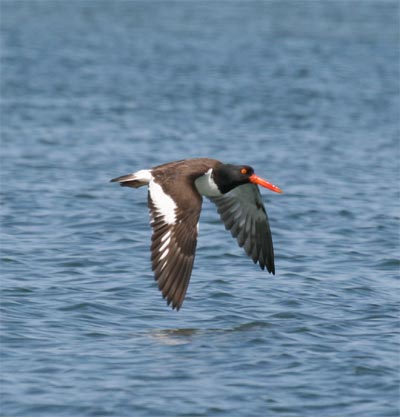 Oystercatcher